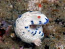 Hypselodoris sagamiensis