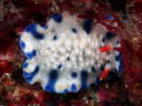 Hypselodoris sagamiensis