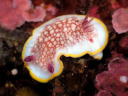 Goniobranchus tinctoria