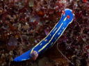 Hypselodoris festiva