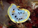 Goniobranchus orientalis