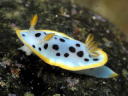 Goniobranchus orientalis