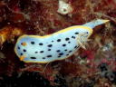 Goniobranchus orientalis