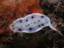 Hypselodoris placida