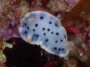 Hypselodoris placida