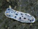 Hypselodoris placida