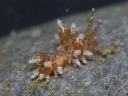 Eubranchus leopoldoi