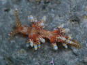 Eubranchus leopoldoi