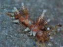 Eubranchus leopoldoi