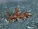 Eubranchus leopoldoi