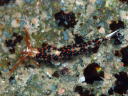 Facelina bilineata