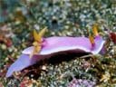 Hypselodoris apolegma