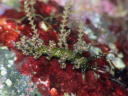 Eubranchus sp. 7