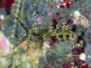 Eubranchus sp. 7