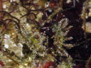 Eubranchus sp. 7