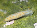 Gymnodoris alba