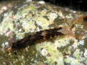 Facelina bilineata