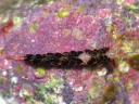 Facelina bilineata