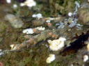 Herviella affinis