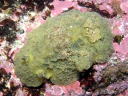 Sclerodoris apiculata