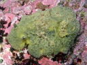 Sclerodoris apiculata