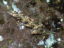 Herviella affinis
