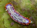 Goniobranchus decora