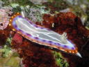 Goniobranchus decora