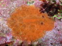 Sclerodoris sp. 2