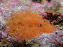 Sclerodoris sp. 2