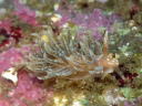 Spurilla chromosoma