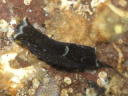 Chelidonura fulvipunctata