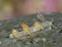 Baeolidia japonica