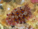 Dendrodoris denisoni