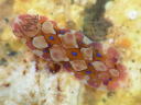 Dendrodoris denisoni