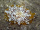 Pleurobranchus forskalii