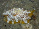 Pleurobranchus forskalii