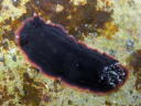 Dendrodoris fumata