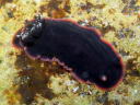 Dendrodoris fumata