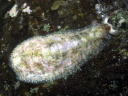 Dolabrifera dolabrifera