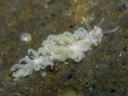 Spurilla chromosoma