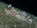 Eubranchus sp. 2