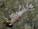 Eubranchus sp. 2