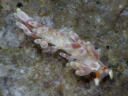 Eubranchus sp. 2