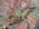 Eubranchus sp. 2