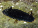 Dendrodoris fumata