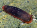 Dendrodoris nigra