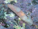 Gymnodoris sp. 8