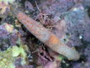 Gymnodoris sp. 8