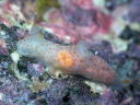 Gymnodoris sp. 8